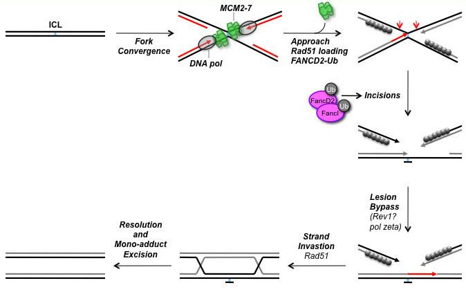 Cross-link DNA interstrand crosslink repair and Fanconi anemia Walter Lab