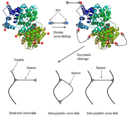 Cross-link Profiling ProteinProtein Interactions and Protein Structures Using