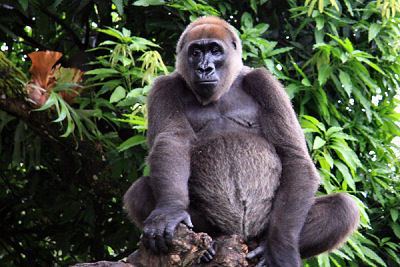 Cross River gorilla Cross River gorilla Wikipedia