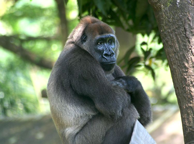 Cross River gorilla httpsuploadwikimediaorgwikipediacommons66