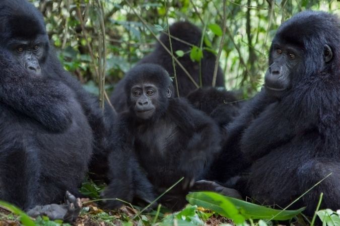 Cross River gorilla Rarest of gorillas the Cross River gorilla is fighting back