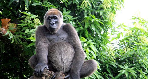 Cross River gorilla Cross River gorilla Fauna amp Flora International