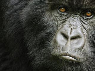 Cross River gorilla Cross River Gorilla Species WWF