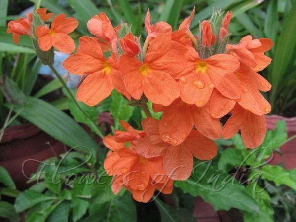 Crossandra infundibuliformis Crossandra infundibuliformis Crossandra