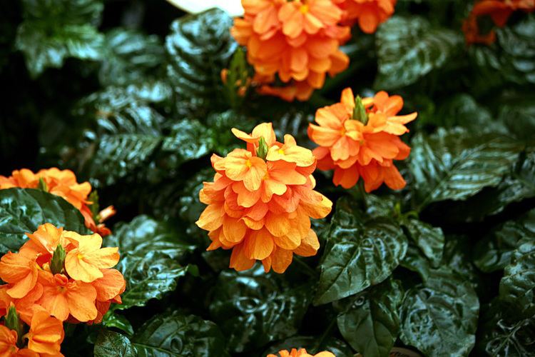 Crossandra infundibuliformis Horticulture Flower Crops Crossandra