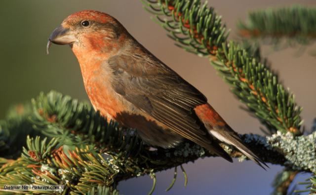 Crossbill BBC Nature Common crossbill videos news and facts