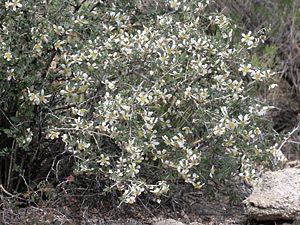 Crossosoma Crossosoma bigelovii Ragged Rockflower Southeastern Arizona