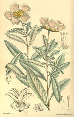 Crossosomataceae httpsuploadwikimediaorgwikipediacommonsthu