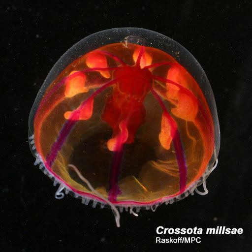 Crossota Crossota millsae Arctic Ocean biodiversity