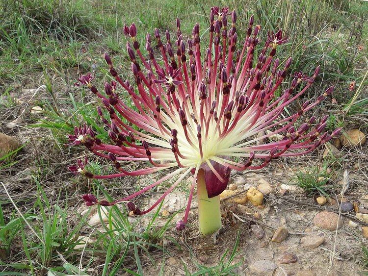 Crossyne Crossyne guttata roncorylus