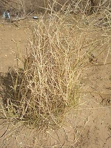 Crotalaria burhia - Alchetron, The Free Social Encyclopedia