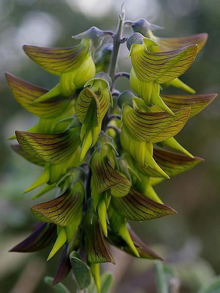 Crotalaria cunninghamii Exotic Green Birdflower Crotalaria cunninghamii Seed eBay