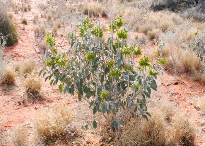 Crotalaria cunninghamii Australian Desert Plants Fabaceae