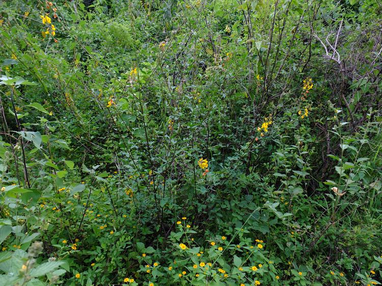 Crotalaria longirostrata Crotalaria longirostrata Fabaceae image 79857 at PhytoImagessiuedu