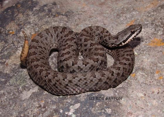 Crotalus Crotalus intermedius The Reptile Database