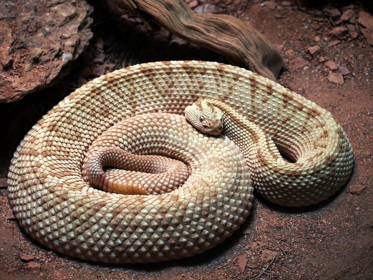 Crotalus Crotalus tzabcan Wikiwand