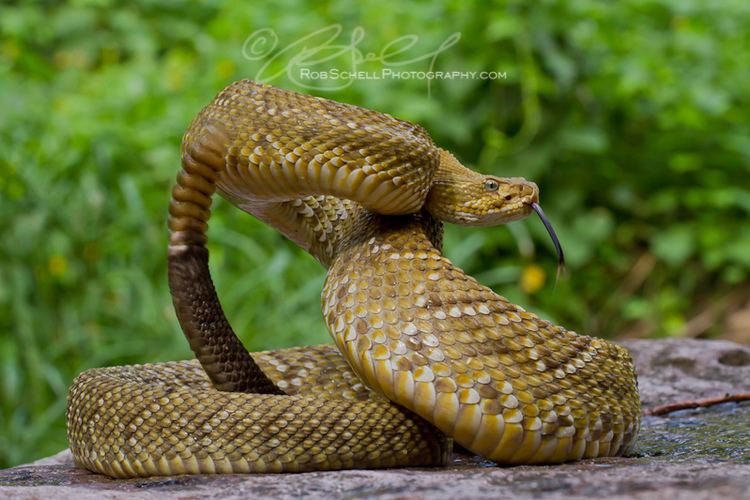 Crotalus basiliscus Mexican Westcoast Rattlesnake Crotalus basiliscus Flickr