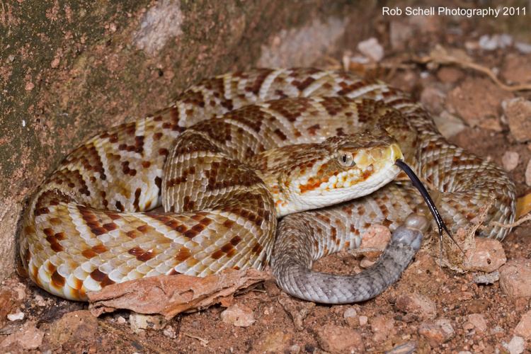 Crotalus basiliscus CalPhotos Crotalus basiliscus Mexican Westcoast Rattlesnake