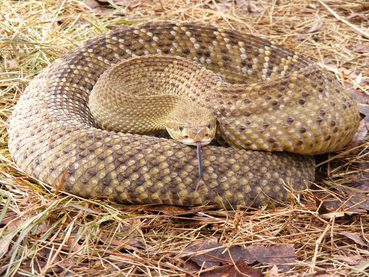 Crotalus basiliscus Crotalus basiliscus Mexican WestCost Rattlesnake John Flickr