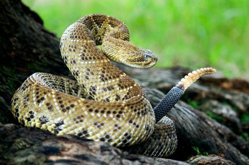 Crotalus basiliscus Basilisk Rattlesnake Crotalus basiliscus iNaturalistorg