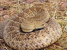 Crotalus basiliscus httpsuploadwikimediaorgwikipediacommonsthu