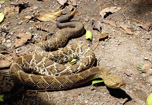 Crotalus basiliscus Crotalus basiliscus photos