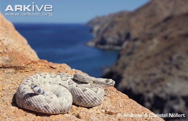 Crotalus catalinensis Santa Catalina Island rattlesnake photo Crotalus catalinensis