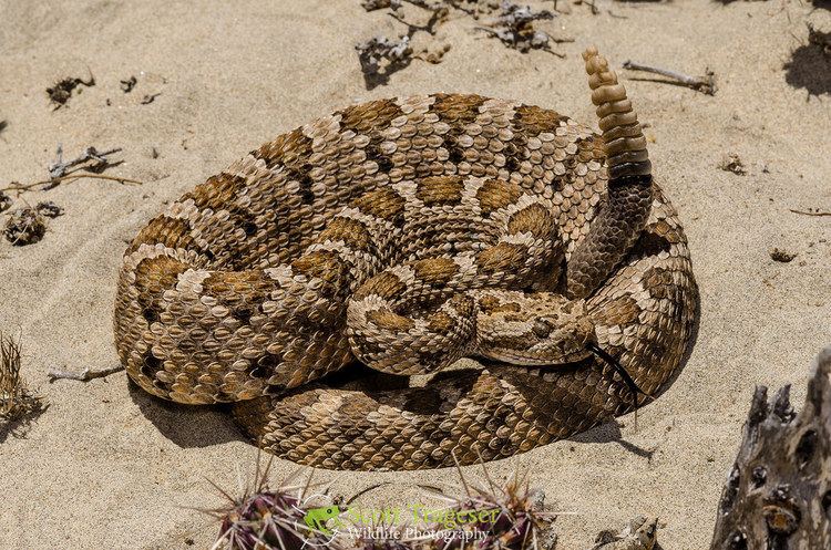 Crotalus enyo Baja California rattlesnake Crotalus enyo Baja Californi Flickr