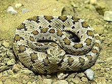 Crotalus enyo httpsuploadwikimediaorgwikipediacommonsthu