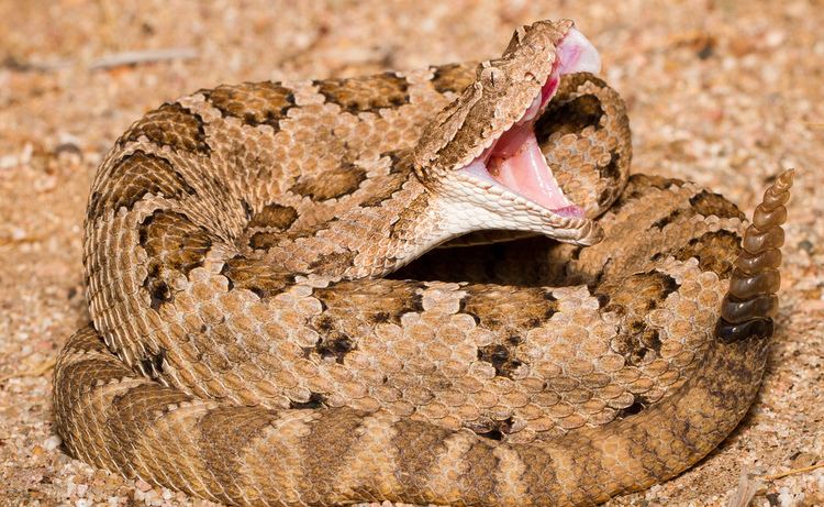 Crotalus enyo Crotalus enyo Baja California Rattlesnake BCN Mexico Norman D