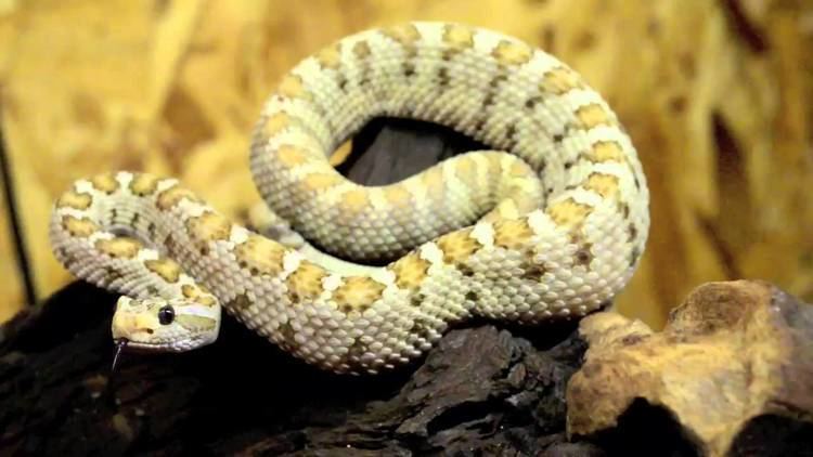 Crotalus enyo Crotalus enyo enyo YouTube