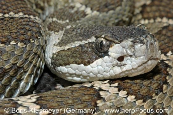 Crotalus Crotalus oreganus The Reptile Database