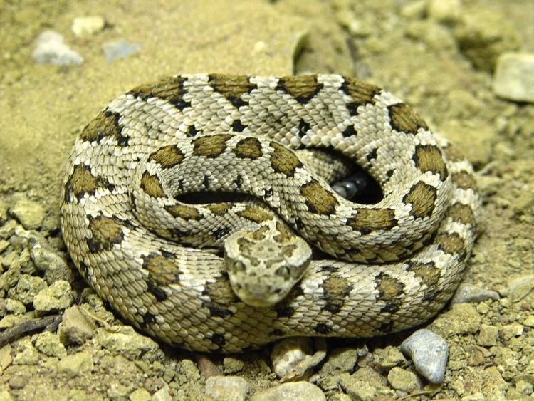 Crotalus Crotalus enyo Wikiwand