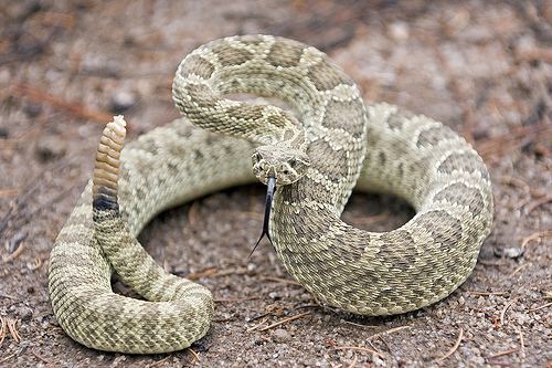 Crotalus The History Scroll Western Prairie Rattle Snake Crotalus viridis