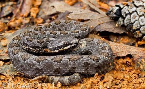 Crotalus intermedius httpsstaticinaturalistorgphotos456519mediu