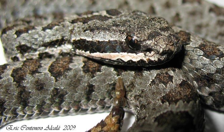 Crotalus intermedius CalPhotos Crotalus intermedius gloydi Oaxacan Smallheaded Rattlesnake