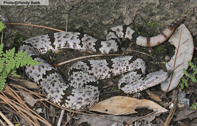 Crotalus lepidus Rock Rattlesnake Crotalus lepidus Reptiles of Arizona