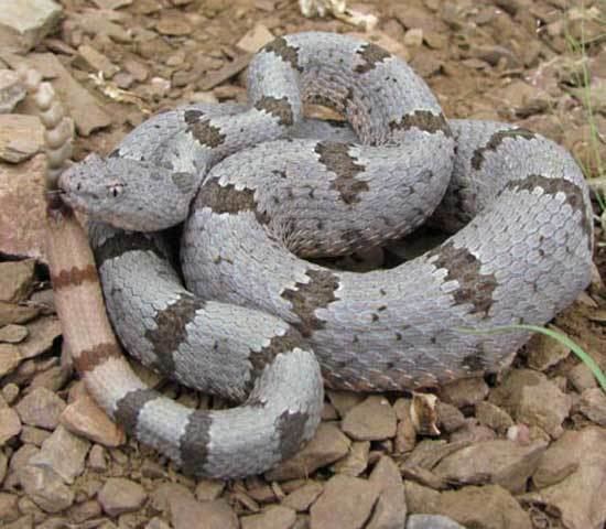 Crotalus lepidus Snake Species ROCK RATTLESNAKE Crotalus lepidus Snake fajok