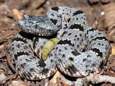 Crotalus lepidus klauberi Southwestern Center for Herpetological Research Snakes of the