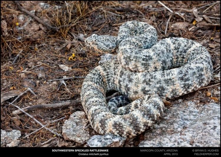 Crotalus mitchellii Super Sneaky Snakes Crypsis Variation in Speckled Rattlesnakes