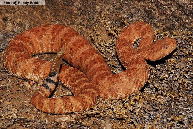Crotalus mitchellii Speckled Rattlesnake Crotalus mitchellii Reptiles of Arizona