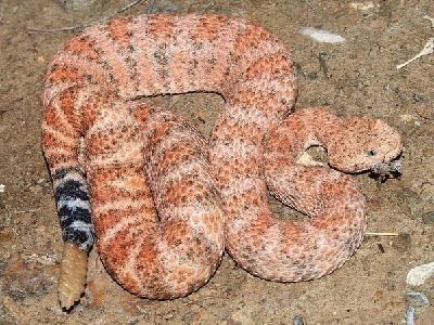 Crotalus mitchellii pyrrhus Southwestern Center for Herpetological Research Snakes of the