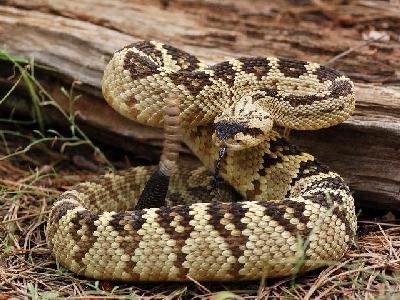 Crotalus molossus Southwestern Center for Herpetological Research Snakes of the