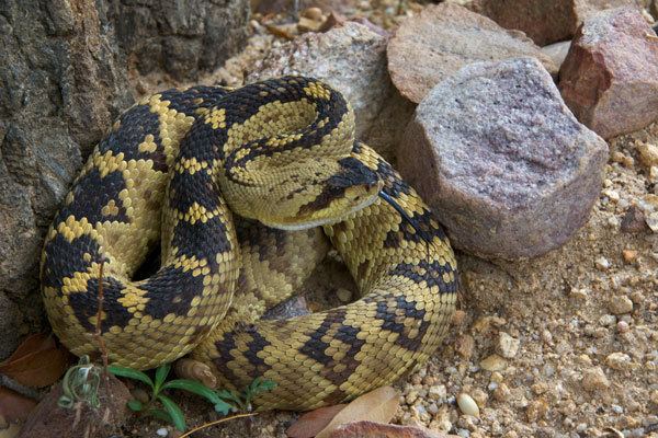 Crotalus molossus Wild Herps Western Blacktailed Rattlesnake Crotalus molossus