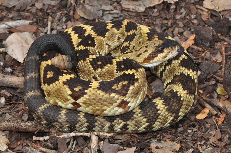 Crotalus molossus Blacktailed Rattlesnake Crotalus molossus