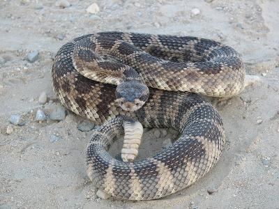 Crotalus oreganus Southwestern Center for Herpetological Research Snakes of the