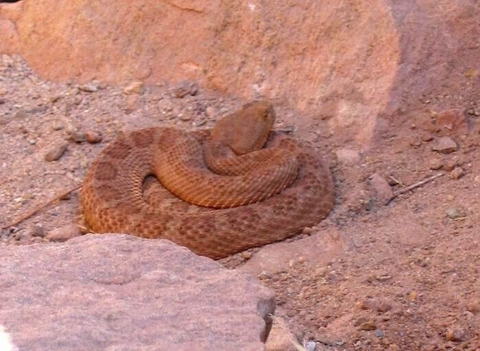 Crotalus oreganus abyssus Image Crotalus oreganus abyssus Grand Canyon Rattlesnake BioLibcz