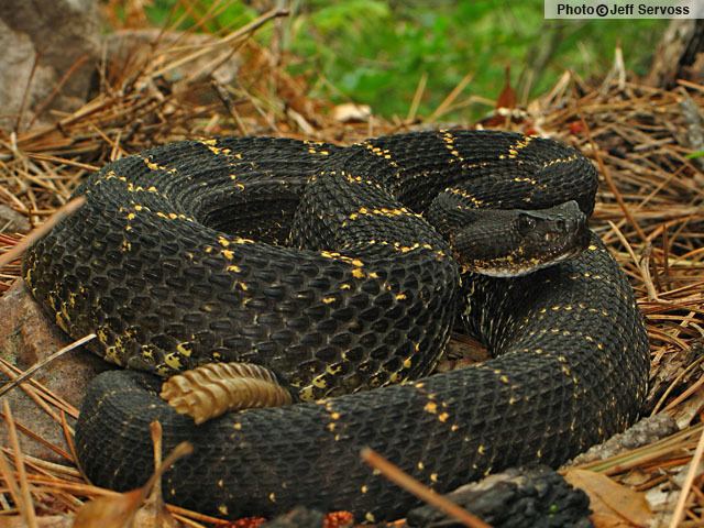 Crotalus oreganus cerberus Crotalus oreganus cerberus Arizona black rattlesnake Crotalus