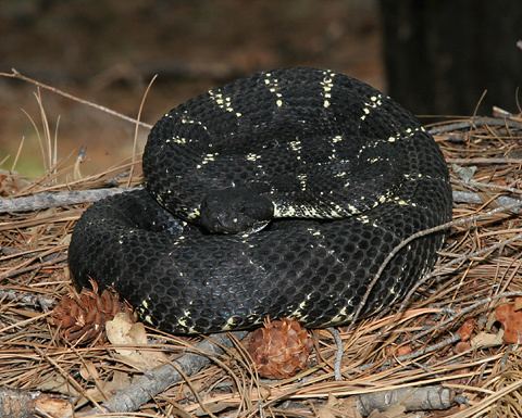 Crotalus oreganus cerberus fireflyforestnetimagesfirefly2007JulyArizona