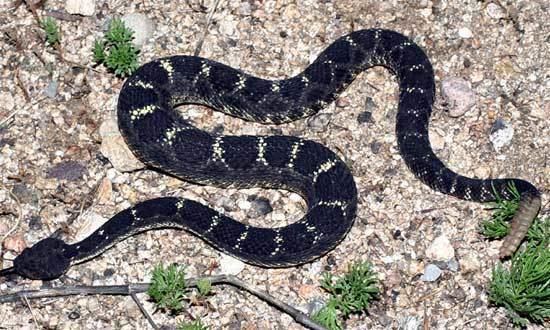 Crotalus oreganus cerberus Snake Species Crotalus oreganus cerberus Arizona Black Rattlesnake